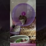 #ハムスター #ジャンガリアン #ジャンガリアンハムスター #ハムスターのいる生活 #ペット #ペットの暮らし #ヒカキンボイス #ハムスター日記