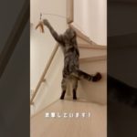 玩具に仕返しされるしゃけ #猫 #ペット #かわいい #動物