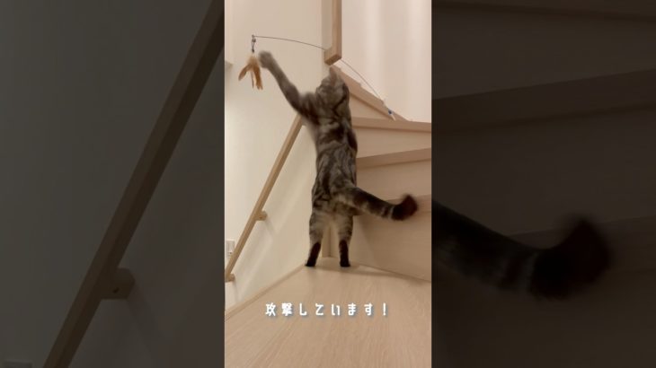 玩具に仕返しされるしゃけ #猫 #ペット #かわいい #動物