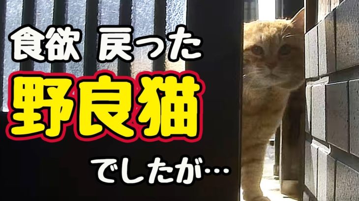 ちょっとダイエットする？【野良猫】