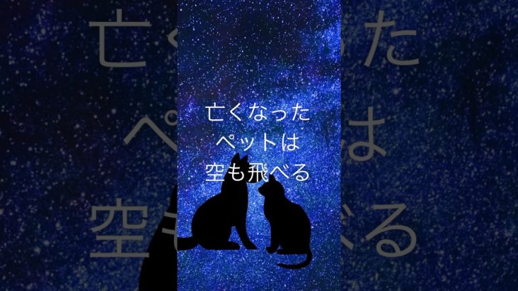【亡くなったペットは、空を飛ぶこともあるよ。お空でも元気に過ごしているよ】#ペットロス