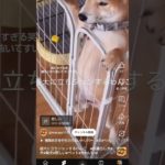 面白すぎた笑　勝手に切り抜いてすいません#犬 #ペット