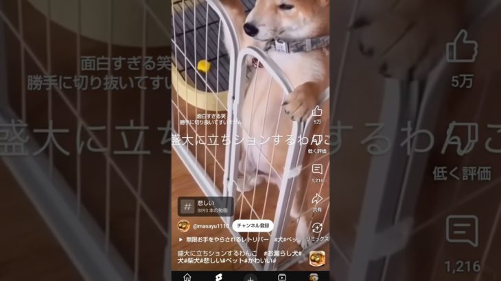 面白すぎた笑　勝手に切り抜いてすいません#犬 #ペット
