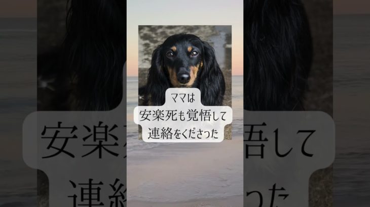 【亡くなる前のペットがすごく苦しそうだったのなら、マロンさんのように生ききる経験を増やしたかったのかもしれない】 #ペットロス