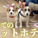 分離不安症な愛犬が初めてペットホテルにお泊まりになりました/ジャックラッセルテリア