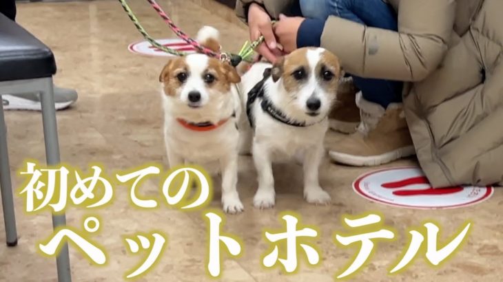 分離不安症な愛犬が初めてペットホテルにお泊まりになりました/ジャックラッセルテリア