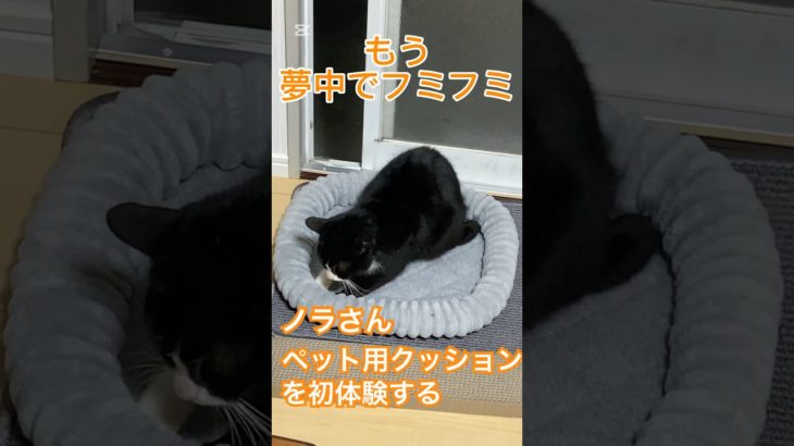 野良猫さんペット用クッションの柔らかさを初体験する