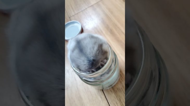 {大好物}瓶キターーー❤️#ハムスター #ペット#ヒマワリの種