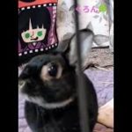 くろん💖ペットカメラ気になる🍀めっちゃカメラ目線w #かわいいうさぎ #うさぎのいる暮らし #ペットカメラ #気になる #癒やし #カメラ目線