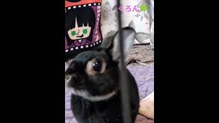 くろん💖ペットカメラ気になる🍀めっちゃカメラ目線w #かわいいうさぎ #うさぎのいる暮らし #ペットカメラ #気になる #癒やし #カメラ目線