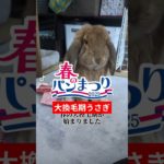 みんなのもふもふペットは換毛期はじまった？#うさぎ #おすすめ #かわいい #癒し #ペット #もふもふ #動物 #換毛期 #男の子 #1歳 #rabbit #ロップイヤー#北海道