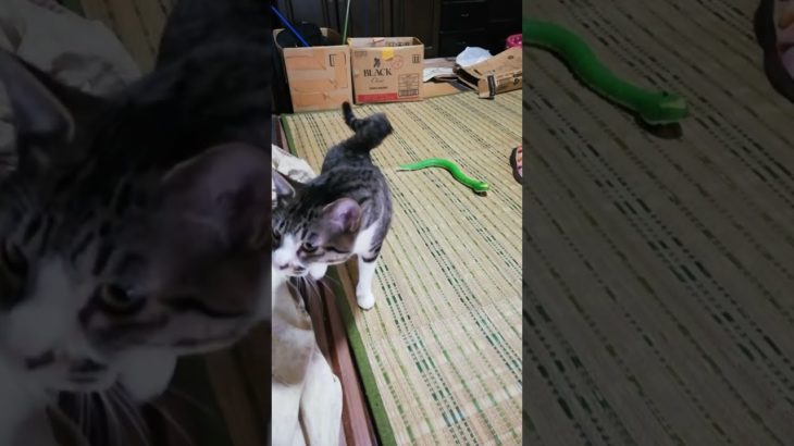 第1118回　まだまだ、寒いですね…　#猫ライブ配信　#ペットライブ配信　