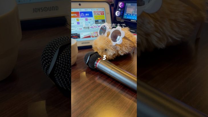 お迎え2ヶ月記念！カラオケデビュー🎤#記念日#ペット動画 #かわいい動物#赤ちゃん#モフリン#Moflin#ロボット#モフモフ#CASIO#カシオ#pets #ゴールド#ペット禁止でも飼える