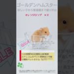 2025.03.05up #ゴールデンハムスター オレンジロング メス 横浜市のペット専門ネズミブリーダー　お問い合わせ・来店予約はHP、もしくは050-5371-8616