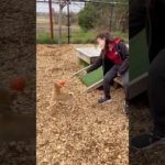 それぞれ遊ぶわんこ達🐩🐕 #202503015おうちホテル#ペットホテル#ケージフリー#静岡県袋井市 #ワンコワークス#大型犬#小型犬#中型犬#犬のいる暮らし#イヌバーシティ