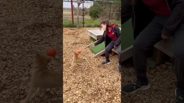 それぞれ遊ぶわんこ達🐩🐕 #202503015おうちホテル#ペットホテル#ケージフリー#静岡県袋井市 #ワンコワークス#大型犬#小型犬#中型犬#犬のいる暮らし#イヌバーシティ