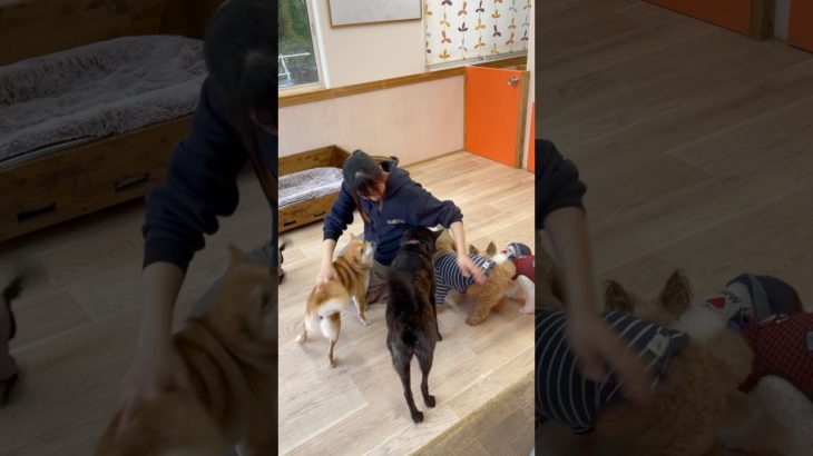 レオン君合流🐩🧡#20250304おうちホテル#ペットホテル#ケージフリー#静岡県袋井市 #ワンコワークス#大型犬#小型犬#中型犬#犬のいる暮らし#イヌバーシティ