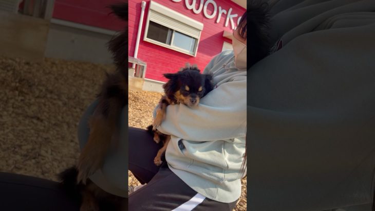 🖤🖤 #20250323おうちホテル#ペットホテル#ケージフリー#静岡県袋井市 #ワンコワークス#大型犬#小型犬#中型犬#犬のいる暮らし#イヌバーシティ