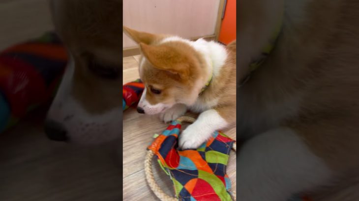 おもちゃとこいぬたち🐶🍼🩵 #20250327おうちホテル#ペットホテル#ケージフリー#静岡県袋井市 #ワンコワークス#大型犬#小型犬#中型犬#犬のいる暮らし#イヌバーシティ