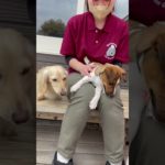 ☺️🩷 #20250327おうちホテル#ペットホテル#ケージフリー#静岡県袋井市 #ワンコワークス#大型犬#小型犬#中型犬#犬のいる暮らし#イヌバーシティ