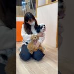 お膝大好きわんず🥰💕💕 #20250329おうちホテル#ペットホテル#ケージフリー#静岡県袋井市 #ワンコワークス#大型犬#小型犬#中型犬#犬のいる暮らし#イヌバーシティ