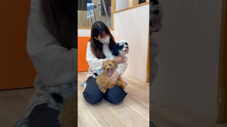 お膝大好きわんず🥰💕💕 #20250329おうちホテル#ペットホテル#ケージフリー#静岡県袋井市 #ワンコワークス#大型犬#小型犬#中型犬#犬のいる暮らし#イヌバーシティ