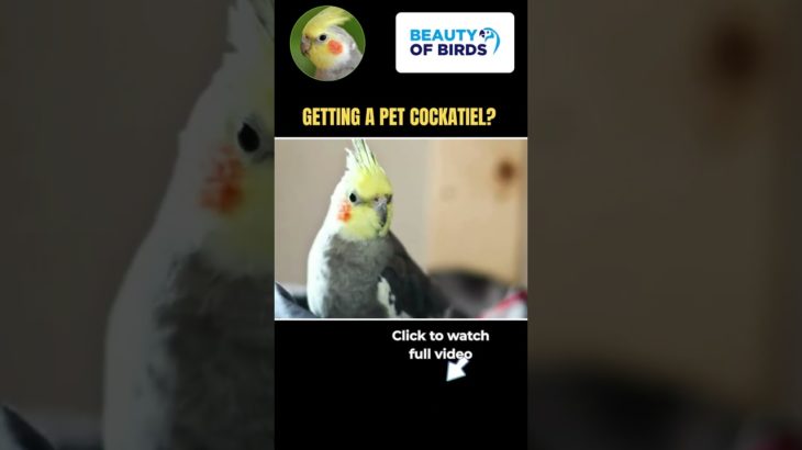 Getting a Pet Cockatiel? #cockatiel #cockatielcare