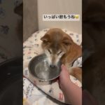 飲んでくれてHAPPY🤭 #ペットのいる暮らし #介護犬 #lifewithdogs #caredog #shibainucare #shorts