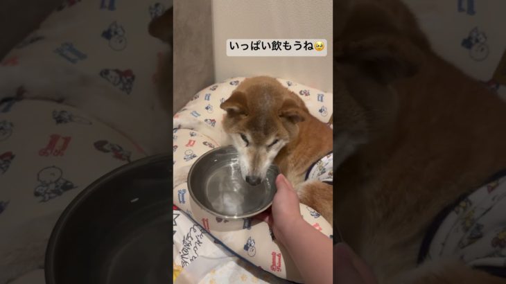 飲んでくれてHAPPY🤭 #ペットのいる暮らし #介護犬 #lifewithdogs #caredog #shibainucare #shorts