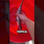 I got a pet Gar! (Yes, really)