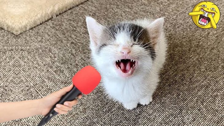 【面白い動画】 かわいい猫 – かわいい犬 – 最も面白いペットの動画 P9