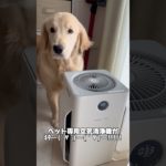 ホームランペットさんのペット専用空気清浄機が届きました🥰良かったらチェックしてみてね！#PR#ゴールデンレトリバー#大型犬のいる暮らし #goldenretriever