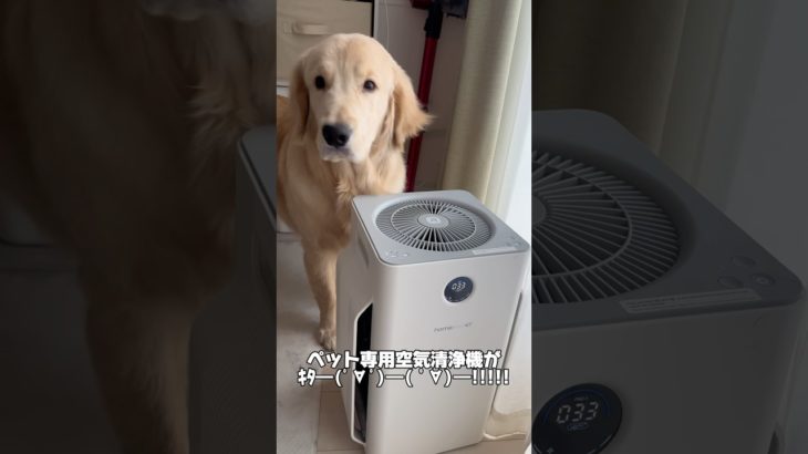 ホームランペットさんのペット専用空気清浄機が届きました🥰良かったらチェックしてみてね！#PR#ゴールデンレトリバー#大型犬のいる暮らし #goldenretriever