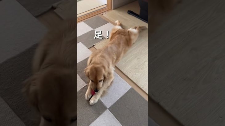演技上手 平和 #ペット#犬#ゴールデンレトリバー#子犬#大型犬#家族#PUPPY#dog#可愛い#初めて#奮闘#やんちゃ#子育て#アニマル#animal#演技#おもちゃ#to