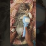 Praise Me #cat #family #pet #ネコ #tobi #kawaii #meow #funny #猫 #ペット#anxiety