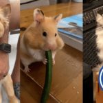 TPC SUPER COMP FUNNY ANIMALS FOR KIDS YTB V3