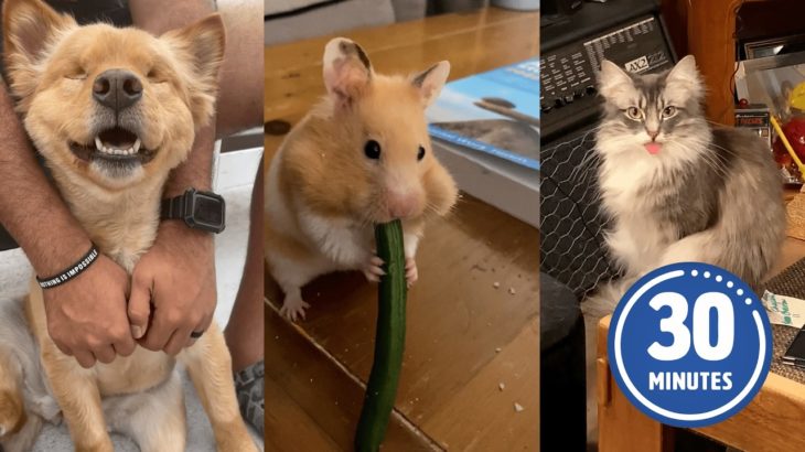 TPC SUPER COMP FUNNY ANIMALS FOR KIDS YTB V3