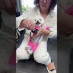 Today I went out to play with sunscreen…Cute pet Daily records of cute pets Cute pets Cute pets