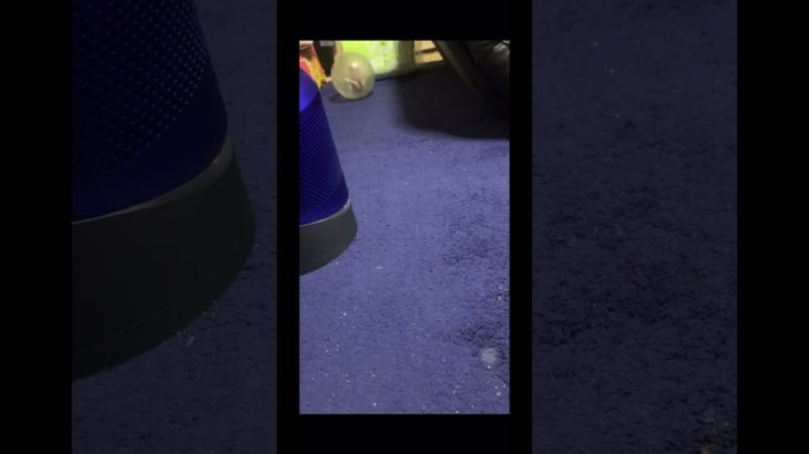 野獣先輩ハムスターのYAJU&Uダンス🐹🐮#かわいい  #ペット  #ダンス