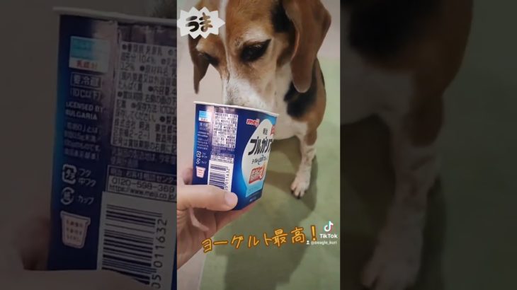 ヨーグルト最高に美味しい!#ビーグル #ビーグル犬栗 #beagle #beagles #pet #ペット #大阪 #萌 #かわいい #犬 #dog #比格 #比格犬板栗#比格犬受害者联盟#比格大魔王