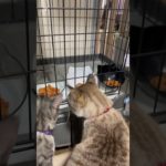 あなたならどうする😸😵 #cat #猫のいる暮らし #ペット