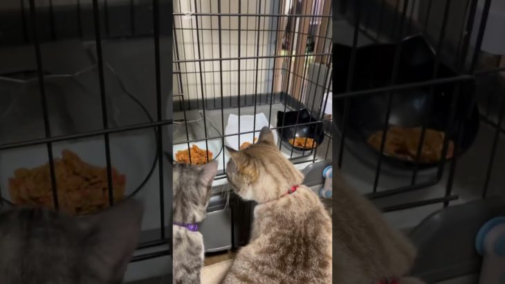 あなたならどうする😸😵 #cat #猫のいる暮らし #ペット