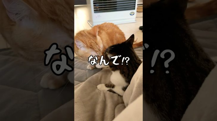 【なんで!?】#猫#ねこ#cat#ペット#猫のいる暮らし#にゃんこ#猫好き#愛猫#動物好き#ペットのいる暮らし#可愛い動物#ほっこりモフモフ