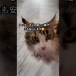 アリスペットシッター&ホテルの新井さんありがとうございます😊　#ねこ動画 #cat #catlover #にゃんグラム #ノルウェージャンフォレストキャット #チンチラペルシャ #ペットシッター
