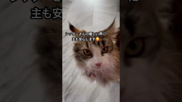 アリスペットシッター&ホテルの新井さんありがとうございます😊　#ねこ動画 #cat #catlover #にゃんグラム #ノルウェージャンフォレストキャット #チンチラペルシャ #ペットシッター