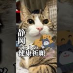 【パワースポット⛩️】ペット同伴は珍しい#cats #shorts #球太