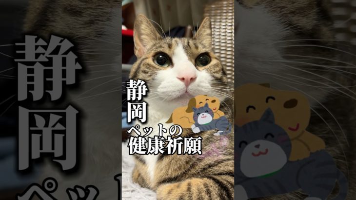 【パワースポット⛩️】ペット同伴は珍しい#cats #shorts #球太