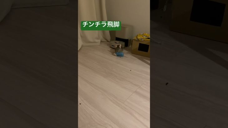 ぬいぐるみ大きかったかな #エキゾチックアニマル #チンチラのひなたくん #かわいい #ペットの日常 #飛脚　#chinchilla