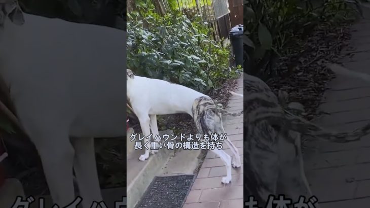 ペットにしたい犬の紹介 #マジャールアガール #犬好きさんと繋がりたい #犬のいる暮らし #図鑑 #dog