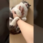 もちつき #お出迎え猫 #猫のいる暮らし #ペット #動物 #猫 #pets #animals #cats #funnypetvideos #ブリテッシュショートヘア